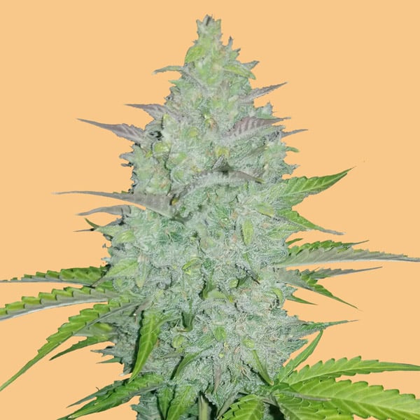 Semilla feminizada Auto Cheese 1 de FastBuds para cultivo automático