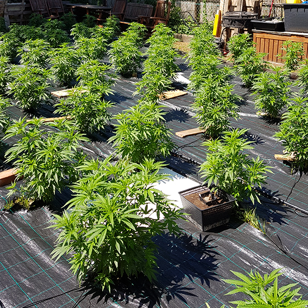 semilla autofloreciente Auto Cheese de Buddha Seeds para cultivo