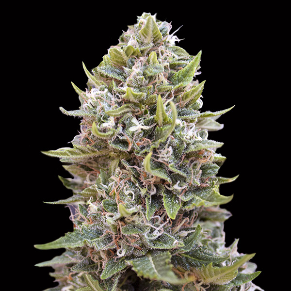 Auto-Cheese-Berry-5-u-fem-00-Seeds