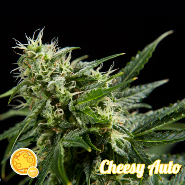 Imagen de semillas feminizadas Auto-Cheesy-3-u de Philosopher