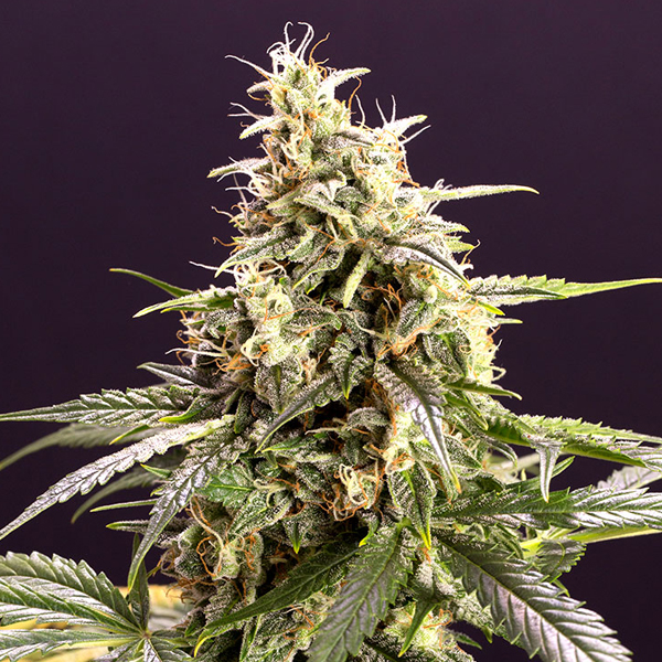 Tres semillas Auto Chem Bomb de Humboldt Seed Organization