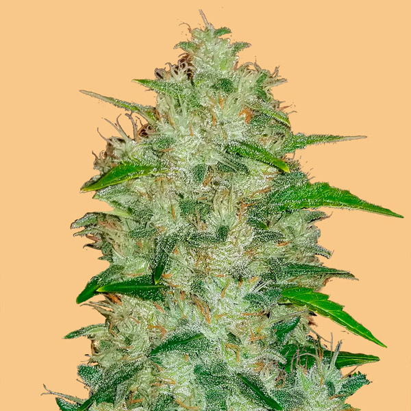 Planta Auto-Chemdawg 1 femenina de FastBuds Seeds en crecimiento
