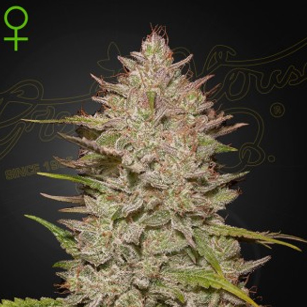 Imagen de semilla feminizada Auto Chemical Candy de Green House