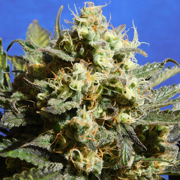 planta Auto Cherry Alien 1 unidad feminizada para cultivo en interior y exterior