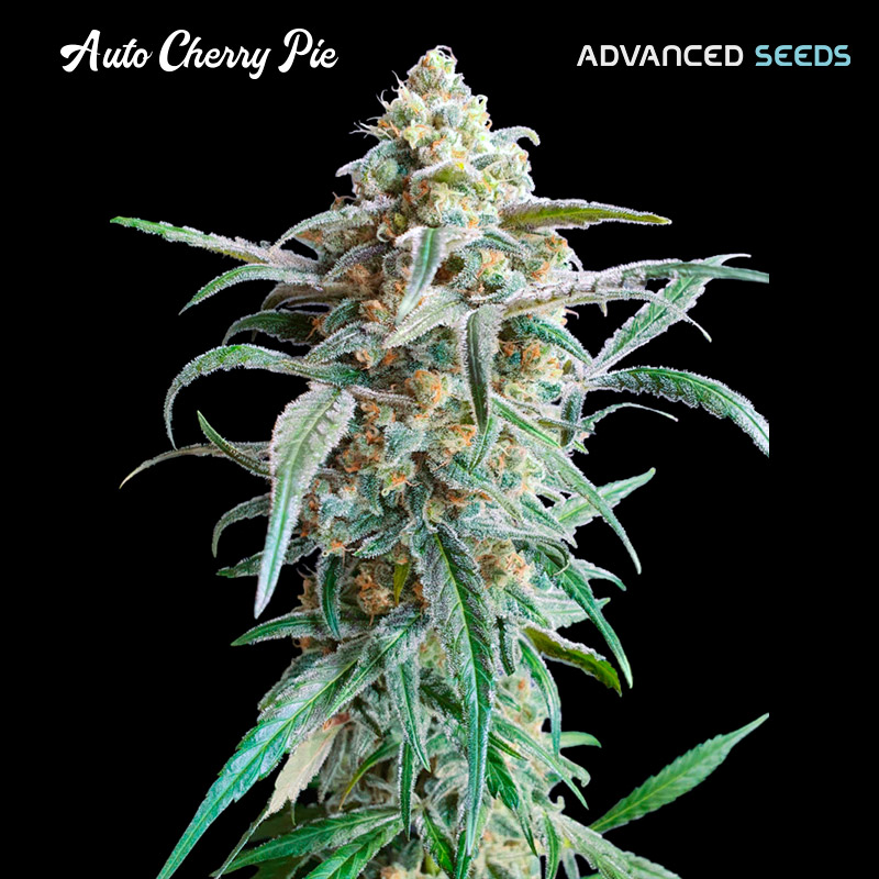 Planta Auto Cherry Pie en maceta, semilla feminizada de Advanced Seeds