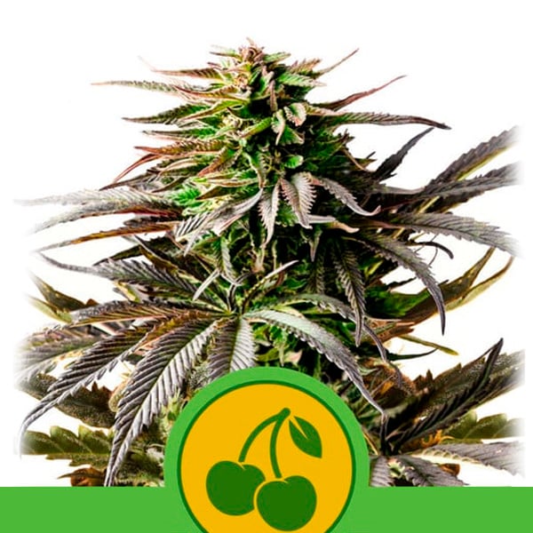 Semilla feminizada Auto Cherry Pie de Royal Queen para cultivo automático