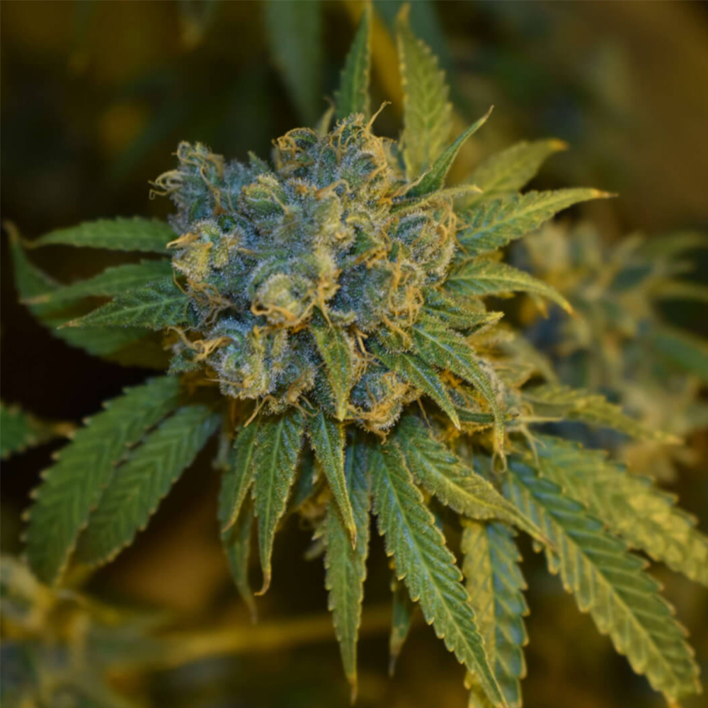 Semillas feminizadas Auto Cherry Punch de Philosopher para cultivo automático