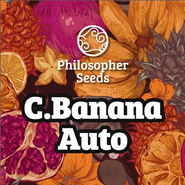 semillas autoflorecientes Auto Chiquita Banana de Philosopher Seeds