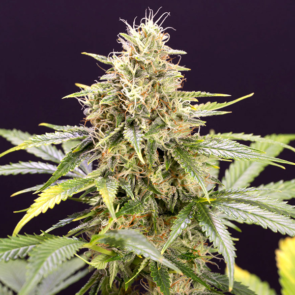 Semillas autoflorecientes Auto Chocolate Mint OG de Humboldt Seed Organization