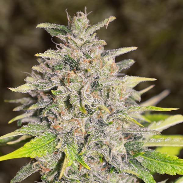 Semilla autofloreciente Auto-Chocolope de High Speed Buds