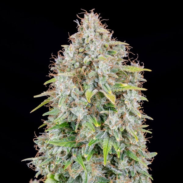 semillas feminizadas Auto Cinderella 1 de FastBuds para cultivo automático