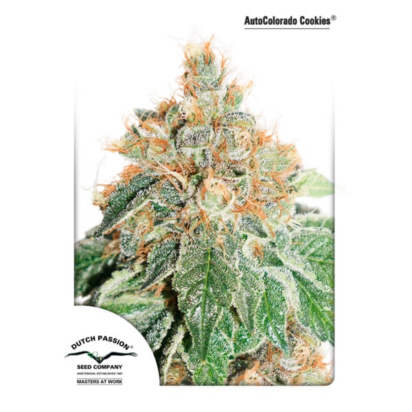 Semillas feminizadas Auto Colorado Cookies de Dutch Passion para cultivo automático