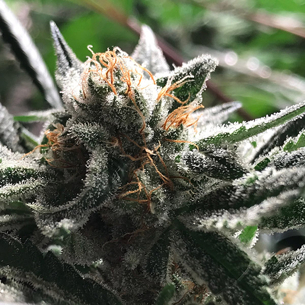 Semilla feminizada Auto Condor de Kiem Seeds para cultivo automático