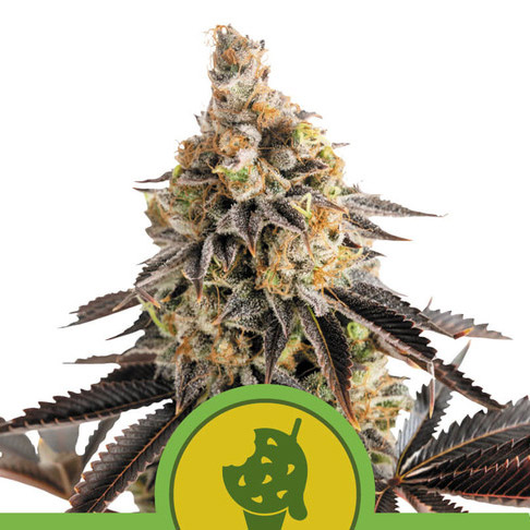planta Auto Cookies Gelato autofloreciente Royal Queen