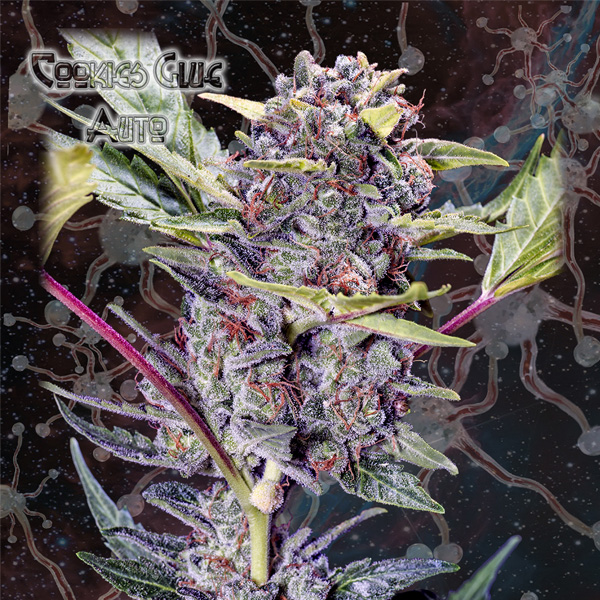 Semilla autofloreciente feminizada Auto Cookies Glue 1 de Nemeseeds
