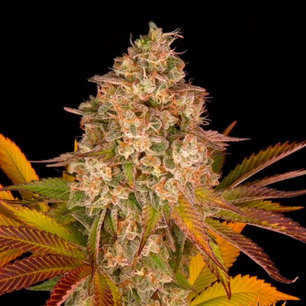 Semilla feminizada Auto Cookies Kush de Barney's Farm para cultivo automático
