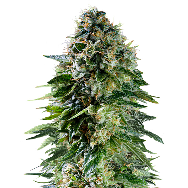 semilla autofloreciente Corkscrew de Royal Queen Seeds para cultivo