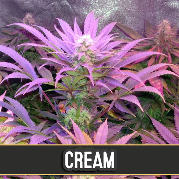 semillas autoflorecientes Auto Cream de Blimburn Seeds para cultivo