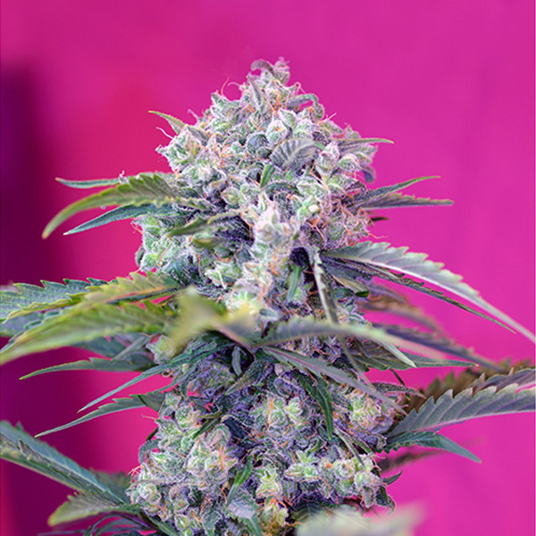 semillas feminizadas Auto Cream Mandarine Sweet Seeds para cultivo automático