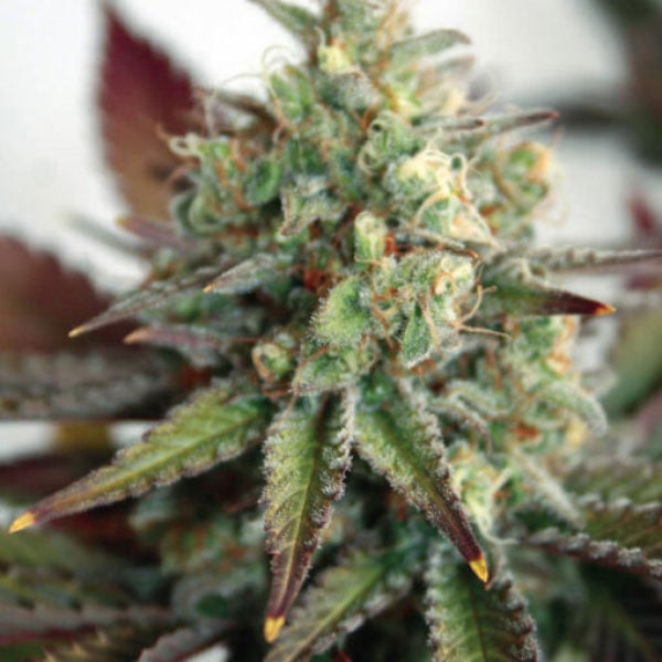 semilla feminizada Auto Critical 20 XL de Garden of Green Seeds