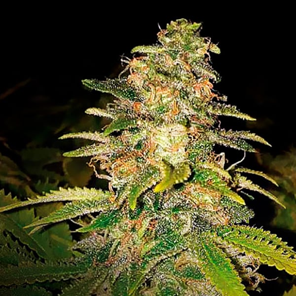 Planta Auto Critical Blue autofloreciente de Expert Seeds en maceta