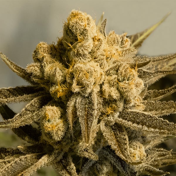 semilla Auto Critical Glue 4 1 ud de High Speed Buds