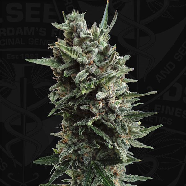 planta autofloreciente Auto Critical Hog 2 de TH Seeds para cultivo en exterior e interior