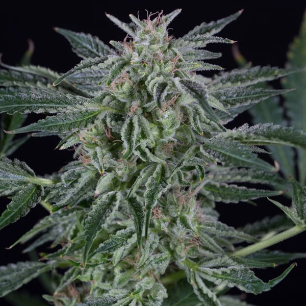 Semillas Auto Critical Jack de Silent Seeds para cultivo automático