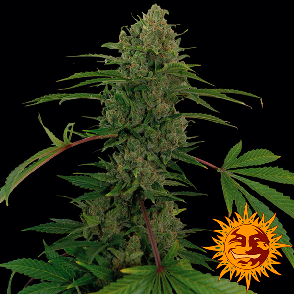 semillas feminizadas Auto Critical Kush de Barney's Farm para cultivo automático