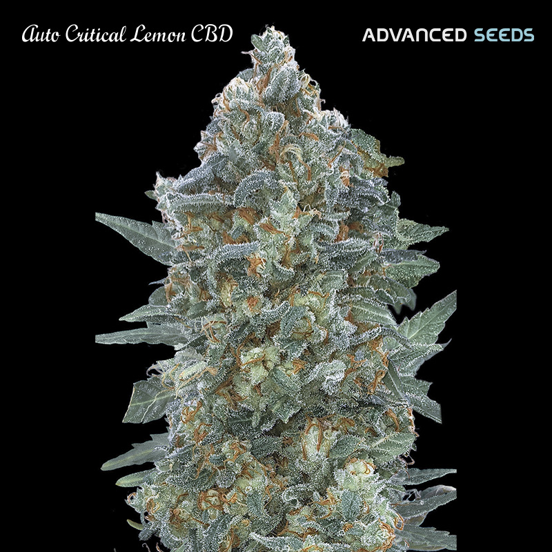 Auto Critical Lemon CBD Advanced Seeds