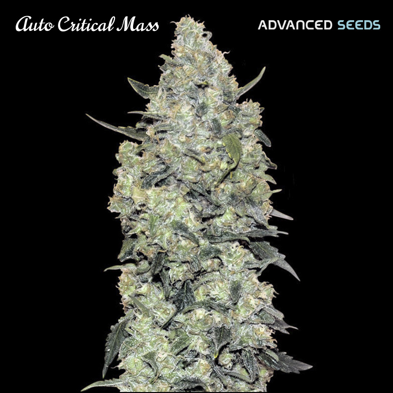 Semilla autofloreciente Auto Critical Mass feminizada de Advanced Seeds