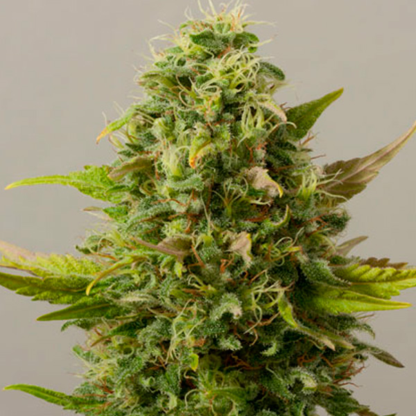 Semillas feminizadas Auto Critical Ryder 3 unidades Black Skull Seeds