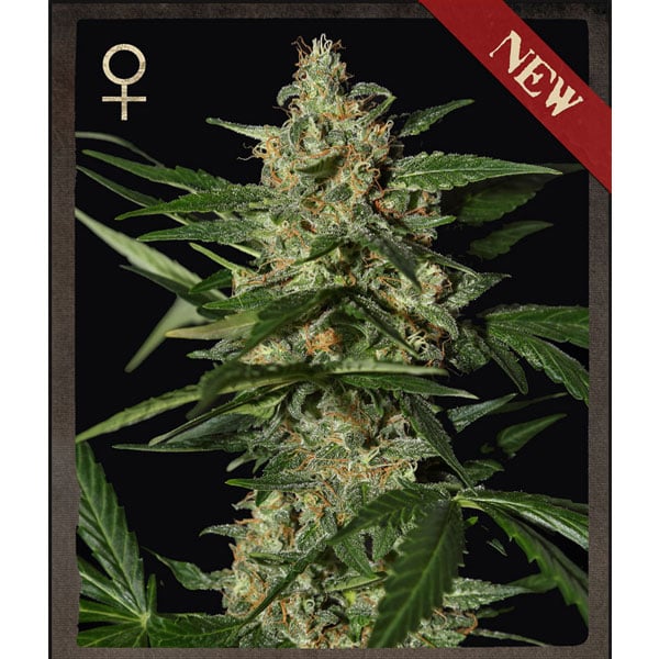 Planta Auto-Damnesia 3 unidades feminizadas variedad de cannabis