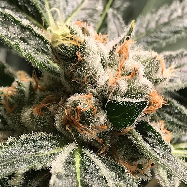Planta Auto Dark Kush en maceta de Kiem Seeds