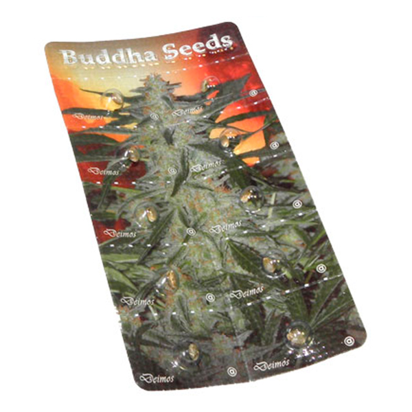 Blíster con 10 semillas feminizadas Auto Deimos de Buddha Seeds para cultivo automático