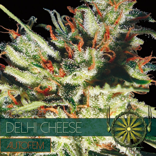 semilla autofloreciente Auto Delhi Cheese de Vision Seeds para cultivo interior y exterior