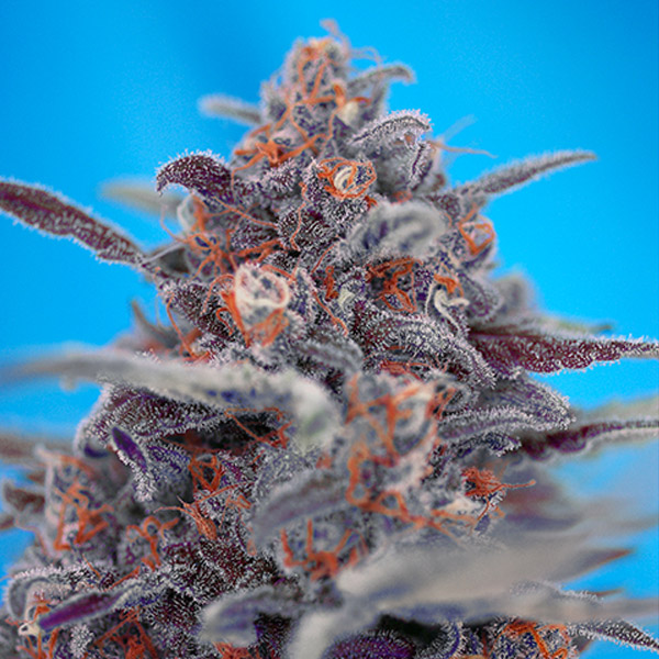 semillas feminizadas Auto Devil Cream de Sweet Seeds para cultivo automático