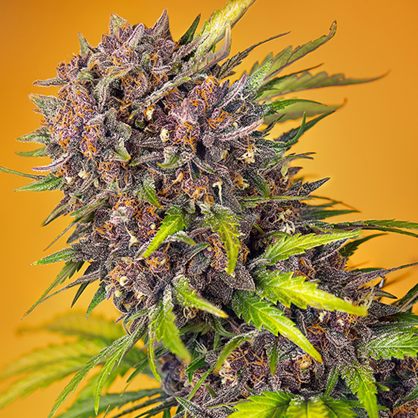 semillas feminizadas Auto Diablo Rojo XL de Sweet Seeds para cultivo automático