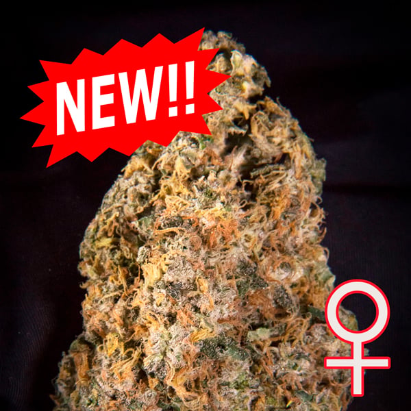 Semillas autoflorecientes Auto Diamond Queen Kush de K.C. Brains para cultivo