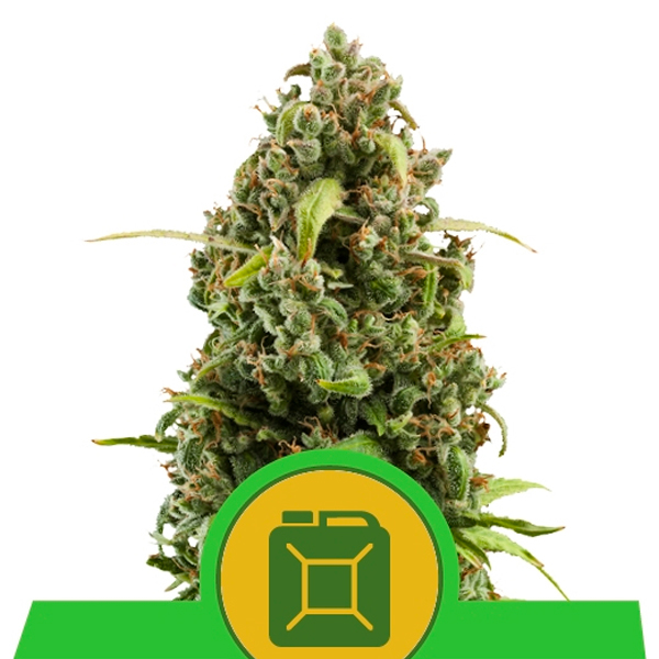 Semilla feminizada Auto Diesel de Royal Queen para cultivo automático