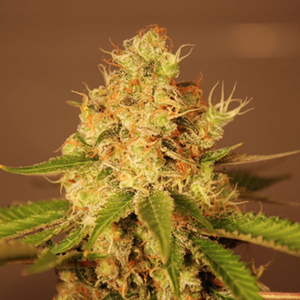 semillas autoflorecientes Auto Diesel de G13 Labs para cultivo