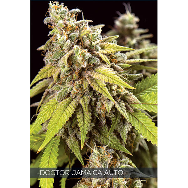 semillas autoflorecientes Auto Doctor Jamaica de Vision Seeds para cultivo
