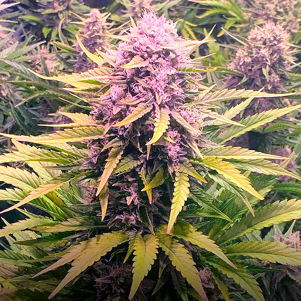 Semilla feminizada Auto Dos Si Dos de Barneys para cultivo de cannabis