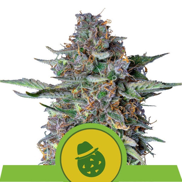 Semilla autofloreciente feminizada Auto Dosidos Royal Queen
