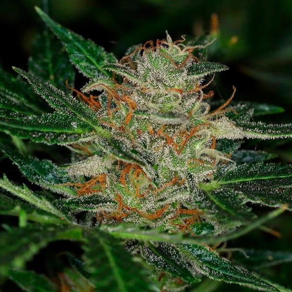 semilla feminizada Auto Dream Sherbet de Kannabia Seeds para cultivo automático