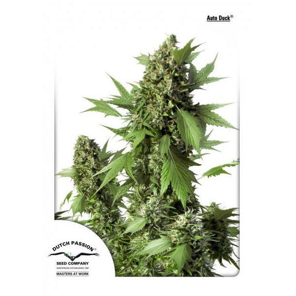 Planta Auto Duck 3 autofloreciente Dutch Passion