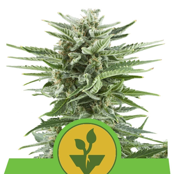 Auto-Easy-Bud-1-u-fem-Royal-Queen