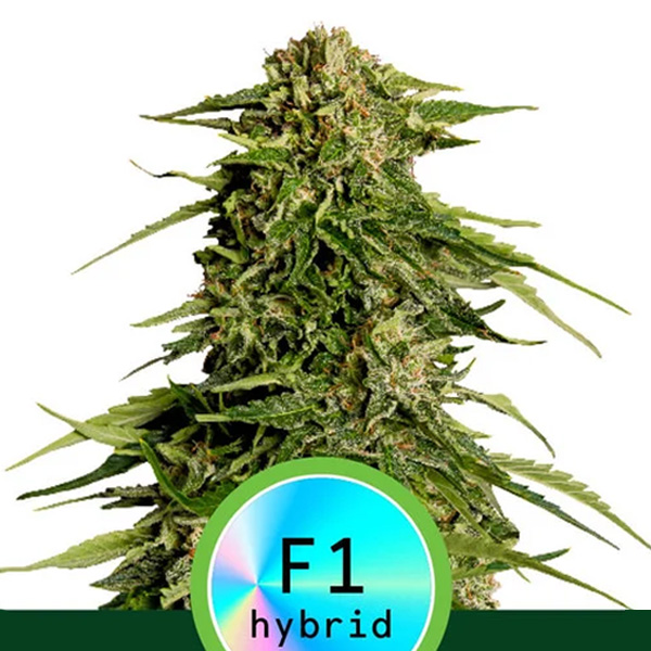 semilla autofloreciente Epsilon F1 de Royal Queen Seeds para cultivo