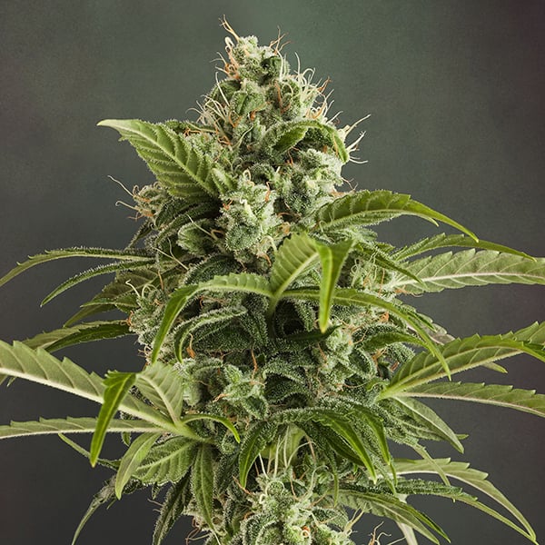 Semillas feminizadas Auto Euforia de Dutch Passion para cultivo automático