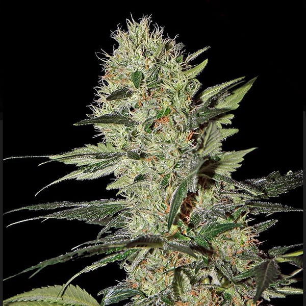 Semillas feminizadas Auto Exodus Cheese de Green House para cultivo automático